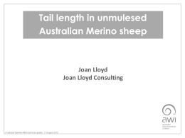 Tail length in unmulesed Australian Merino sheep