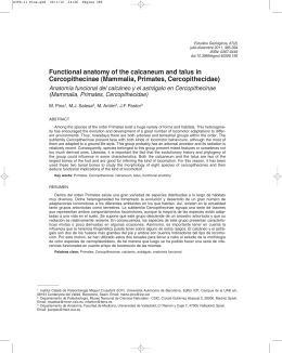 Anatomía funcional del calcáneo y el astrágalo en Cercopithecinae