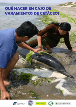 Qué hacer en caso de varamientos de cetáceos