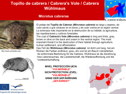 Topillo de cabrera / Cabrera`s Vole / Cabrera Wühlmaus Microtus