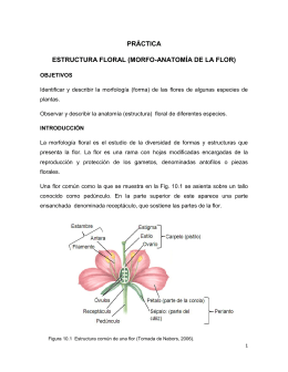 práctica estructura floral (morfo-anatomía de la flor)