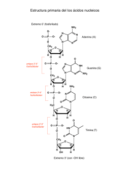 Estructura primaria del los ácidos nucleicos