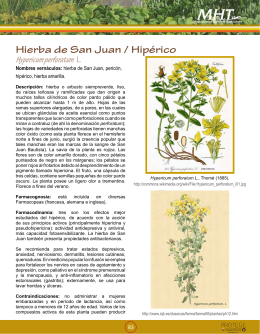Hierba de San Juan / Hipérico