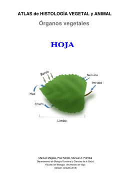 Hoja - Atlas de Histología Vegetal y Animal
