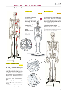 49 Esqueleto muscular humano 6041.03 Mini
