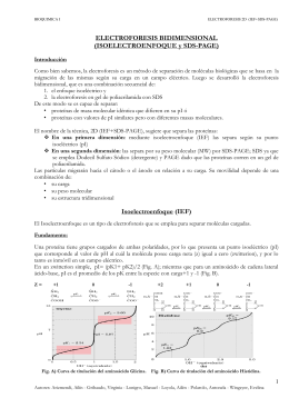 ISOELECTROENFOQUE y SDS-PAGE