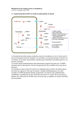 Biosíntesis de los ácidos grasos en mamíferos 1) Exportación del