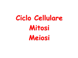 Ciclo Cellulare Mitosi Meiosi