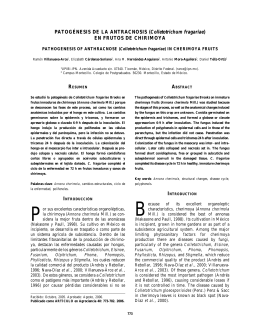 PATOGÉNESIS DE LA ANTRACNOSIS (Colletotrichum fragariae