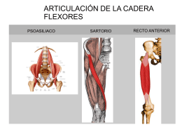 Tema 8. Musculos de la cadera