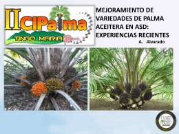 mejoramiento de variedades de palma aceitera en asd