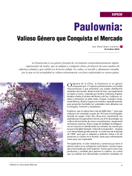 Paulownia - Revista MM