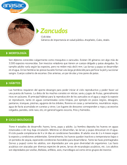 Zancudos - Anasac Control