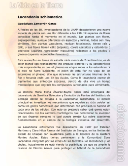 Lacandonia schismatica - Cienciorama
