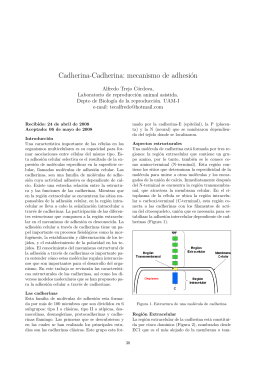 Cadherina-Cadherina: mecanismo de adhesión - UAM-I