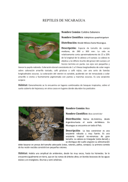 reptiles de nicaragua