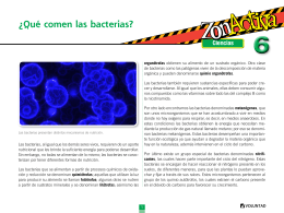¿Que comen las bacterias?