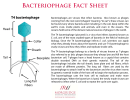 Bacteriophage Fact Sheet