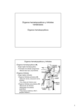 Organos Hematopoyeticos y linfoides_ I: tejido hematopoyético