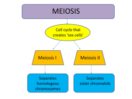 meiosis ii - Fall River Public Schools