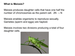 What is Meiosis? Meiosis produces daughter cells that