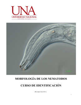 morfología de los nematodos curso de identificación