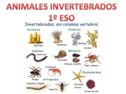 animalesinvertebrados1eso-131117150335