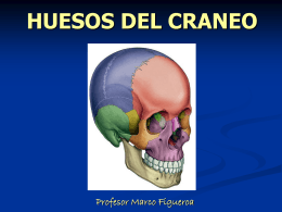 Clase HUESOS DEL CRANEO - anatomia-ubb