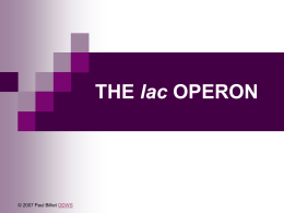 Powerpoint Presentation: The Lac Operon