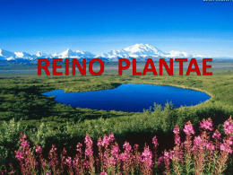 REINO PLANTAE (Metaphyta)