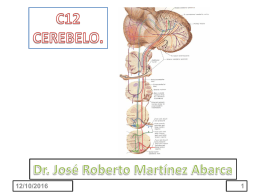 c11 cerebelo - doctormartinez