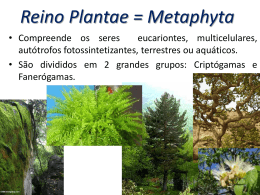 Reino Plantae Metaphyta