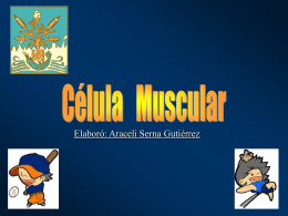 02 Apoyo Celula Muscular