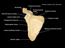 PAL 2.0 Cadaver Appendicular Skeleton Study Atlas