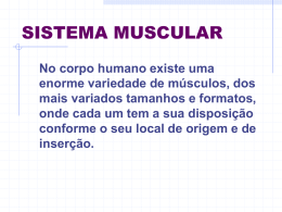 Sistema muscular Arquivo