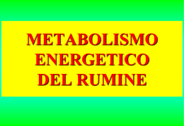 metabolismo energetico del rumine - E