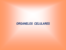 organelos celulares