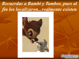 bambi-y-tambor-Diapositivas.pps