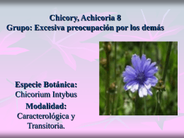 Chicory, Achicoria 8 Grupo: Excesiva preocupación por los demás