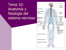 Tema 10: Anatomía y fisiología del sistema nervioso