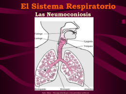El Sistema Respiratorio Las Neumoconiosis