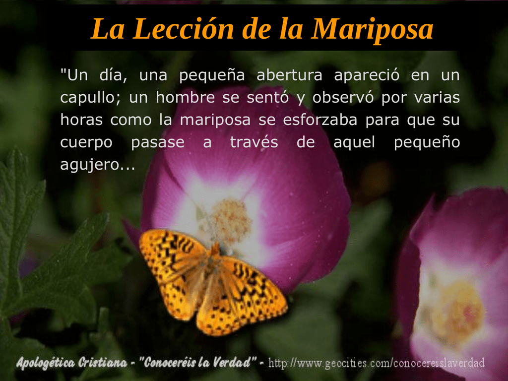 Que significa ver una mariposa