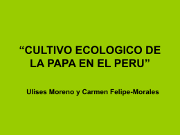 Cultivo ecológico de la Papa en el Perú