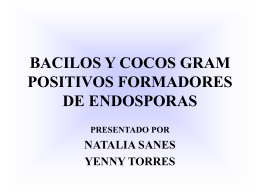 Bacilos y cocos gram positivos formadores de endosporas
