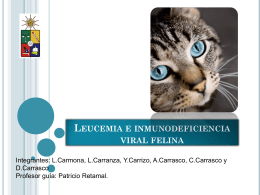 Leucemia e inmunodeficiencia viral felina