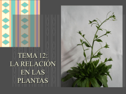 TEMA 12: LA RELACIÓN EN LAS PLANTAS