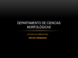 arcos faríngeos - Cátedra de embriología