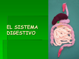el sistema digestivo