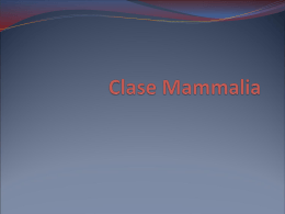 Clase Mammalia