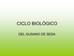 Ciclo biológico del gusano de seda